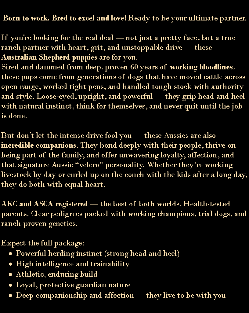 Text Box:  Born to work. Bred to excel and love! Ready to be your ultimate partner.If you're looking for the real deal � not just a pretty face, but a true ranch partner with heart, grit, and unstoppable drive � these Australian Shepherd puppies are for you.Sired and dammed from deep, proven 60 years of working bloodlines, these pups come from generations of dogs that have moved cattle across open range, worked tight pens, and handled tough stock with authority and style. Loose-eyed, upright, and powerful � they grip head and heel with natural instinct, think for themselves, and never quit until the job is done.  But don�t let the intense drive fool you � these Aussies are also incredible companions. They bond deeply with their people, thrive on being part of the family, and offer unwavering loyalty, affection, and that signature Aussie �velcro� personality. Whether they�re working livestock by day or curled up on the couch with the kids after a long day, they do both with equal heart.AKC and ASCA registered � the best of both worlds. Health-tested parents. Clear pedigrees packed with working champions, trial dogs, and ranch-proven genetics.Expect the full package:Powerful herding instinct (strong head and heel)High intelligence and trainabilityAthletic, enduring buildLoyal, protective guardian natureDeep companionship and affection � they live to be with you